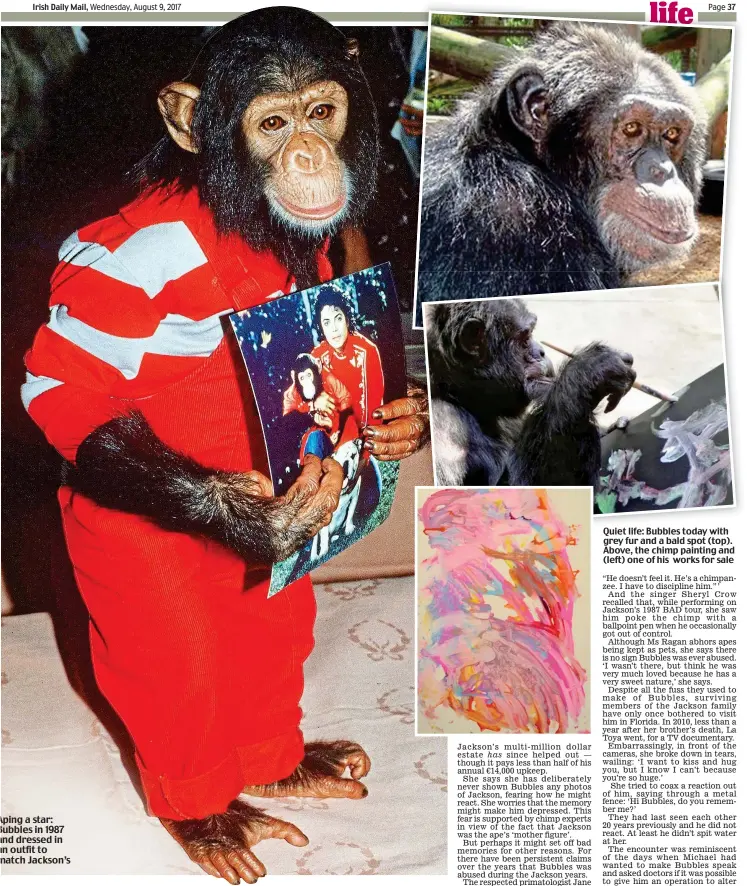  ??  ?? Quiet life: Bubbles today with grey fur and a bald spot (top). Above, the chimp painting and (left) one of his works for sale Aping a star: Bubbles in 1987 and dressed in an outfit to match Jackson’s