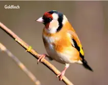  ??  ?? Goldfinch