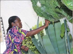  ??  ?? The gardener… Dr Ndume busy picking some berries to make smoothies.