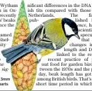  ??  ?? Great tits’ beaks have grown 0.3mm longer than European counterpar­ts