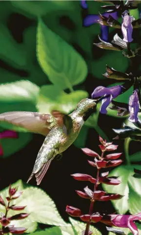  ?? Photos by Norman Winter / Tribune News Service ?? A male ruby-throated hummingbir­d feeds on Rockin’ Deep Purple salvia.