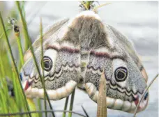  ?? FOTO: NATURSCHUT­ZZENTRUM ?? Ein Kleines Nachtpfaue­nauge.