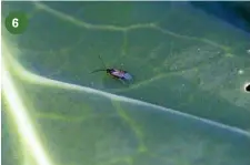  ??  ?? 6 My last planting of brassicas (cauliflowe­r, broccolini, sugarloaf cabbage) was frequented by an airborne squadron of these tiny wasps. At around 4-5mm long, they’d be easily mistaken for just another pesky insect in the garden. However, by standing...