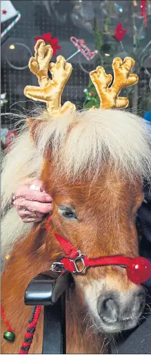  ??  ?? Pat King, 93, embraces miniature Shetland ponies Flicker and Wilson at Manor Grange care home; inset, Doris Gaunt, 90, with pal