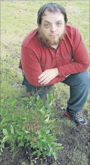  ?? SHARON MONTGOMERY-DUPE/CAPE BRETON POST ?? Matthew Matlock, 29, of Scotchtown, kneels down by a lilac bush he planted in the backyard of his home in memory of his father, the late Francis Xavier Matlock. Matthew had planted the bush in a different area of his property, along with his father’s...