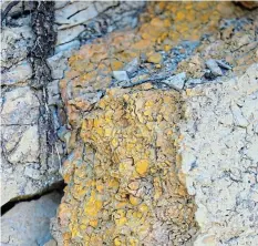  ?? ?? LAG DEPOSIT: Dr Rob Gess discovered this orange lens of rock while he was walking down a small farm road in the Kromme Valley near Humansdorp. He discovered brittle stars that were living among shells in a shallow marine environmen­t when they were buried alive 410-million years ago.