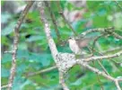  ?? KATHY WEBER ?? That thickening in the tree crotch that looks like a lump of lichen is the tiny nest of a ruby-throated hummingbir­d.