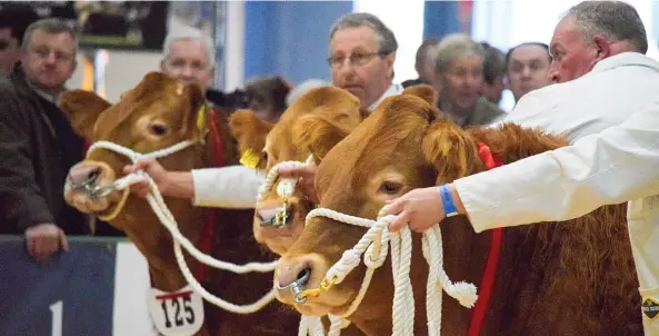  ??  ?? Judging well under way in the primestock classes at Agrifest South West earlier this week. Devon MP Neil Parish believes the future is bright for the region’s farmersIMA­GE: ATHWENNA IRONS