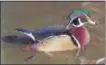  ??  ?? A Wintertime Nature Walk with a trek into the farm’s fields and nature trail at the Historic Dreibelbis Farm in Virginvill­e, Berks County on March 3 will focus on the wood duck habitat and all that’s involved in maintenanc­e of wood duck nesting boxes.
