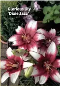  ??  ?? Glorious lily ‘Dixie Jazz’