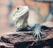  ?? Photo: CHRIS ZIELECKI ?? Living fossil: A tuatara rests at New Zealand National Aquarium in Napier.Tuatara have changed little in the last 200 million years. Some live 80 years or more.