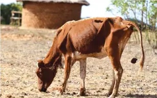  ??  ?? Communal farmers need technical support to save their livestock