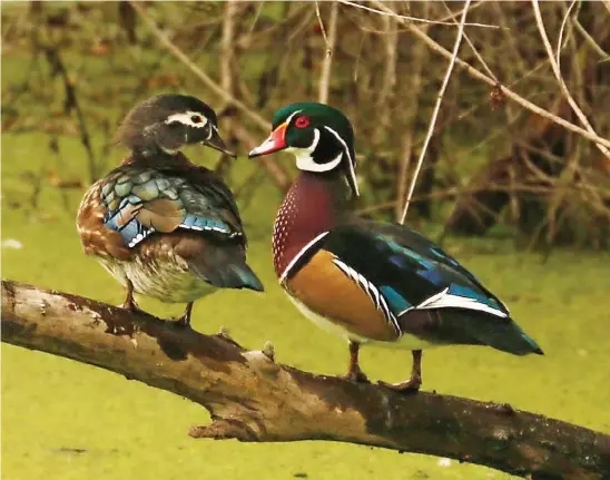  ??  ?? BRILLIANT IN BLUE
Wood ducks, both male and female, have blue and white wing plumage.