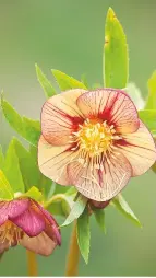  ??  ?? Coppery peach with plum stripes