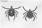  ?? IMAGE PROVIDED BY THE VERMONT AGENCY OF AGRICULTUR­E, FOOD AND MARKETS ?? A female Lone Star tick (left) has one white dot on it's back, while the male of the species (right) has white lines.