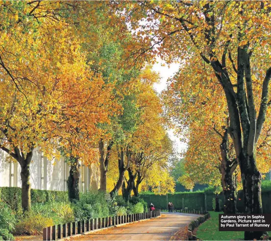  ??  ?? Autumn glory in Sophia Gardens. Picture sent in by Paul Tarrant of Rumney