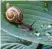  ??  ?? Schnecke