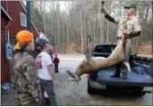  ?? THE ASSOCIATED PRESS ?? Above, successful deer hunters check in their deer at the check station in Hillsboro, N.H. At left, veteran meat cutter Everett Gage looks at the row of deer he has to cut after the first weekend of the deer rifle season in Loudon, N.H.