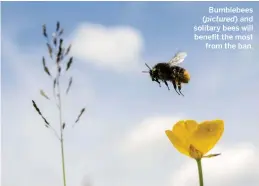  ??  ?? Bumblebees ( pictured) and solitary bees will benefit the most from the ban.