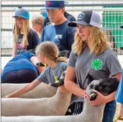  ?? Photo by Mike Chacanaca ?? Members of the Bristlecon­e 4-H chapter practice showing their lambs Wednesday morning in preparatio­n for Thursday’s judging at the Junior Livestock Show and Auction.