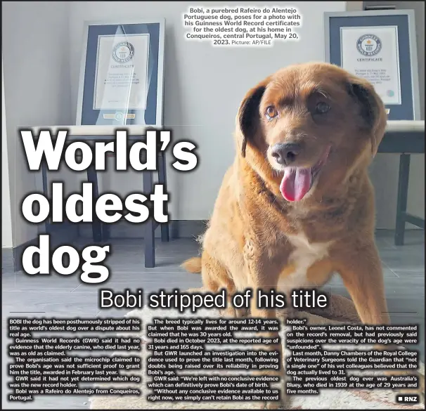  ?? Picture: AP/FILE ?? Bobi, a purebred Rafeiro do Alentejo Portuguese dog, poses for a photo with his Guinness World Record certificat­es for the oldest dog, at his home in Conqueiros, central Portugal, May 20, 2023.