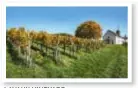  ??  ?? LAVAUX VINEYARD The Lake Geneva region produces excellent wine paired best with freshlycau­ght local fish