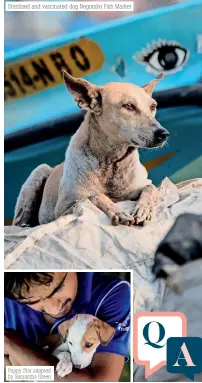  ??  ?? Sterilised and vaccinated dog Negombo Fish Market