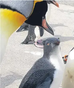  ??  ?? Sir Nils Olav inspects the newest addition to the northern rockhopper group at Penguins Rock.