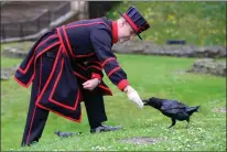  ?? KIRSTY WIGGLESWOR­TH - THE ASSOCIATED PRESS ?? Barney Chandler, newly appointed ravenmaste­r feeds one of the ravens at The Tower of London in London, Thursday, Feb. 29.