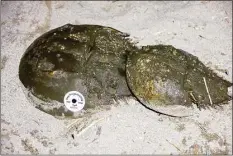  ?? Patrick Sikes / For Hearst Connecticu­t Media ?? A horseshoe crab after it was tagged during the count on Tuesday night on Calf Pasture Beach in Norwalk during the effort led by the Maritime Aquarium.