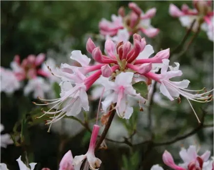  ?? (Photo by MSU Extension, Gary Bachman) ?? Honeysuckl­e -- Honeysuckl­e azalea flowers are fragrant and feature various shades of pretty pink and delicate rose with white accents.