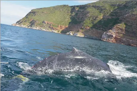  ??  ?? LUCKY ESCAPE: Every year, an estimated 308 000 whales and dolphins are killed when they become entangled in fishing gear and marine rubbish. This young humpback was one of the lucky ones to be cut free.