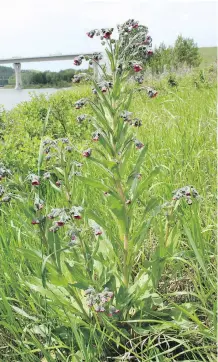  ?? VANESSA CARNEY/ CITY OF CALGARY ?? Hound’s- tongue is a noxious weed found in forest rangelands and roadsides.