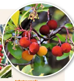  ??  ?? Arbutus unedo This small, evergreen tree-cum-shrub produces red fruit. It has spreading branches, held above ragged, cinnamonco­loured bark. Good for winter interest.