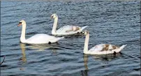  ?? COURTESY GEORGE DELUCA ?? An adult and two juvenile geese hang out along a shallow shore area of the Merrimack River in Lowell.