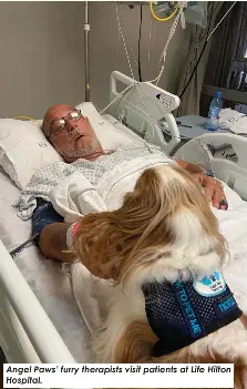 Angel Paws celebrates a year of spreading joy - PressReader