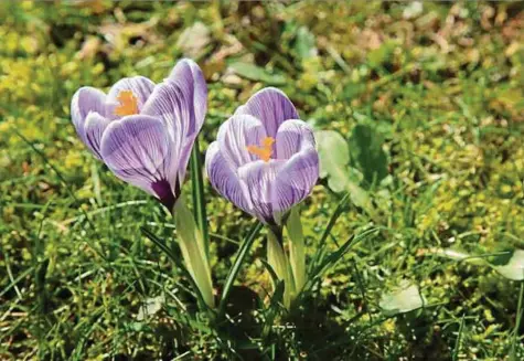  ?? Foto: Anouk Antony/LW-Archiv ?? Für die Wetterexpe­rten hat das Frühjahr am 1. März begonnen. In der Natur sind die ersten Frühlingsb­oten bereits seit einiger Zeit zu sehen.