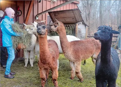  ?? SARAH GORDON/ THE DAY ?? Delia Christense­n of Ledyard feeds alpacas while visiting the Stone Bridge Farm in Griswold on Saturday. The farm shop, featuring handmade items and wool, will be open from 10 a.m. to 3 p.m. today.