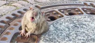  ?? Photo: Berufstier­rettung Rhein Neckar ?? It took about eight firefighte­rs and an animal expert to put the sewer rat back where it belongs