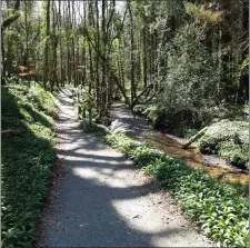  ??  ?? Tintern Woods often had more than 10,000 visitors a month.