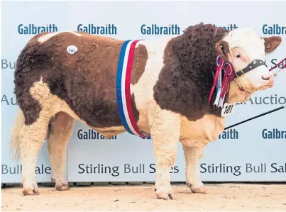  ??  ?? TOP PRICE: Overall champion Simmental, Wolfstar Jackaroo, sold for 18,000gn to pre-sale judge Phillip Simmers