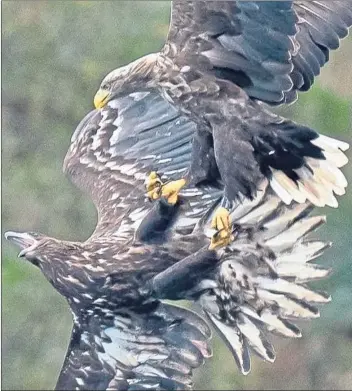  ??  ?? Jamie Scott’s photo of the angry adult male sea eagle swooping on his chick