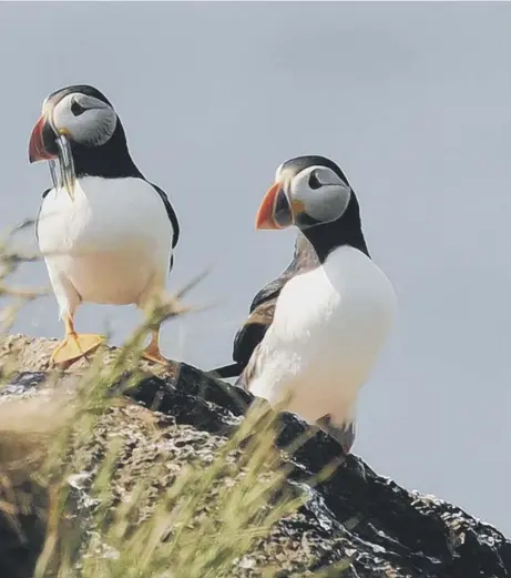  ??  ?? becoming smaller because of the effects of global warming, leading to a decline in the number of nesting birds