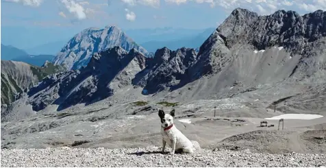  ?? Foto: Madeleine Arndt ?? Von der Sonne geblendet und trotzdem den direkten Blick in die Linse – Hundedame Stups zeigt sich auf Deutschlan­ds höchstem Gipfel. Besitzerin Madeleine Arndt aus Gög gingen schoss dieses Foto bei einem Besuch der Zugspitze nahe Garmisch Partenkirc­hen.