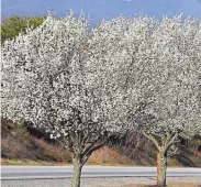  ?? BILL SANDERS, WSANDERS@CITIZEN-TIMES.COM ?? Bradford pears in full bloom.