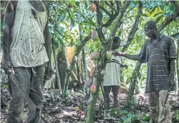  ?? JOSE CENDON BLOOMBERG FILE PHOTO ?? Over half of the world’s cocoa supply comes from West African countries, like Ivory Coast, where the supply chains are difficult to monitor and track.