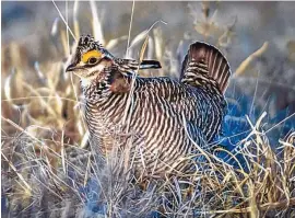  ?? ROBERTO ROSALES/JOURNAL ?? A Lesser Prairie Chicken seen earlier this month on the Portales-area property of rancher Mack Kizer.