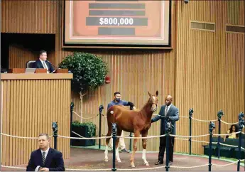  ?? KEENELAND PHOTO ?? A weanling filly by Frankel sold for $800,000 to lead that category at Keeneland.