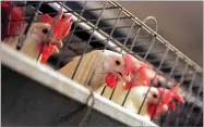  ?? BY MARCIO JOSE SANCHEZ ?? In this 2008 photo, chickens huddle in their cages at an egg processing plant at the Dwight Bell Farm in Atwater, Calif.