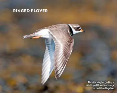  ??  ?? Note the wing bar (lacking in Little Ringed Plover) and orange on the bill and legs/feet